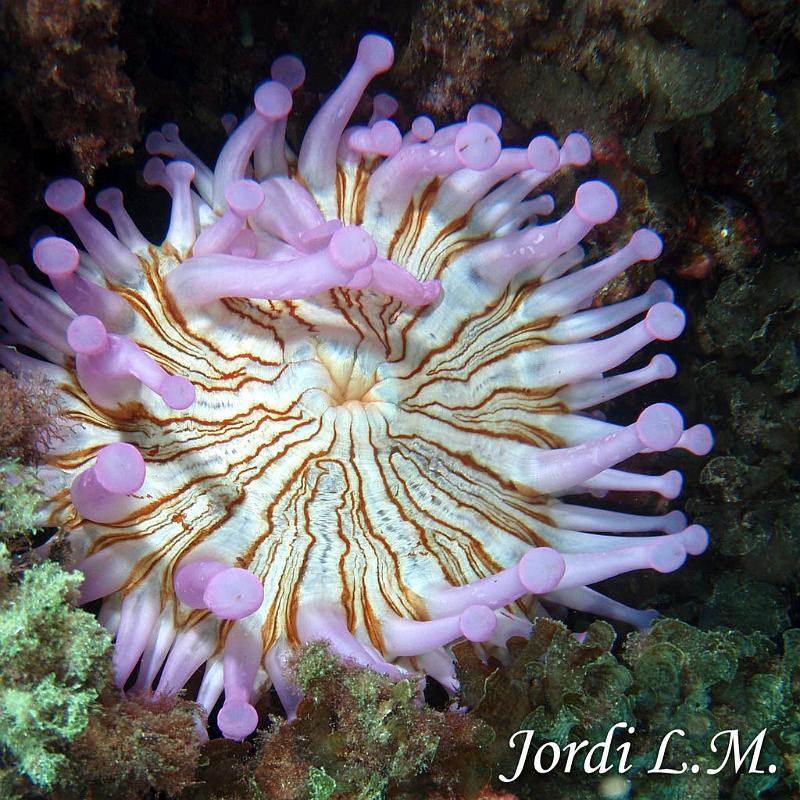 Anemona gigante ( telmatactis cricoide )2.jpg - OLYMPUS DIGITAL CAMERA